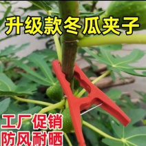 冬瓜夹子藤曼夹苦瓜夹丝瓜罗汉果夹黄瓜绑枝扶蔓夹固定防风夹