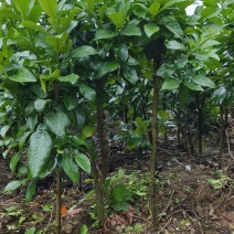 脆甜多汁很甜马家柚树苗柚子苗甜味红肉柚苗，基地直供