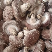 香菇