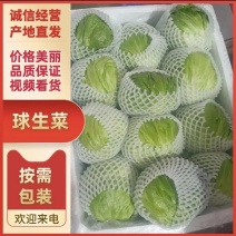 [精品球生菜]一手货源，产地直发，手感菜，宣菜！