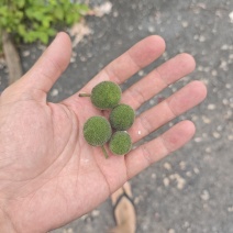 构树果