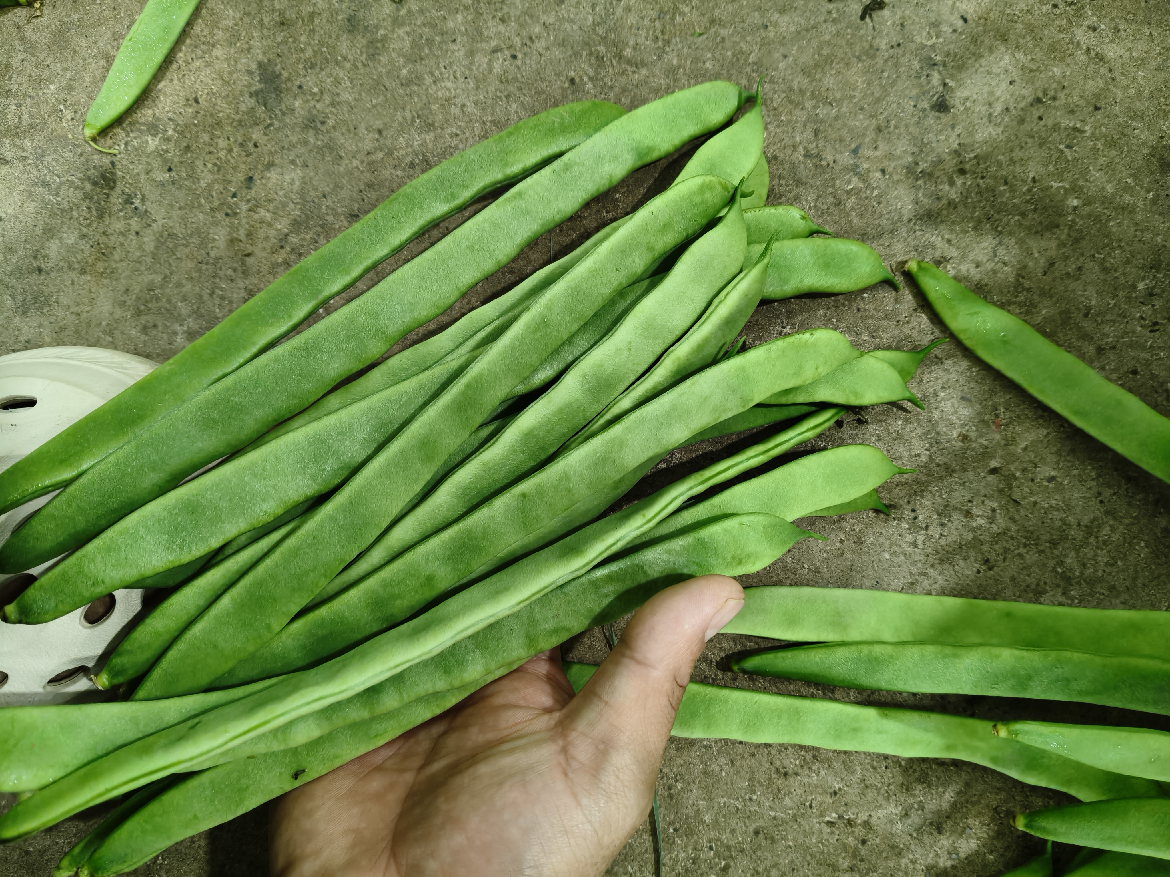 绿扁豆新鲜采摘特写：带露水的翠绿豆荚整齐排列在竹筐中，豆荚表面覆有均匀蜡质白霜，顶端保留鲜嫩绿色花萼，无机械损伤或萎蔫