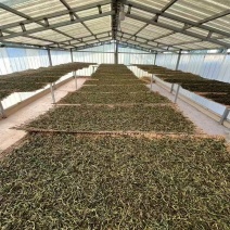 普洱茶
