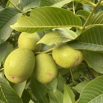 核桃