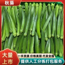 福建漳州小精品秋葵产地直发，保质保量，发往全国各地