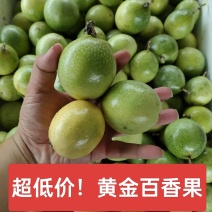 钦蜜9号黄金百香果，专业对接市场果电商果，小小果产地直发