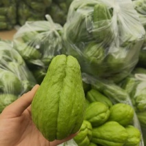 云南精品佛手瓜大量上市产地装车量大从优诚信经营
