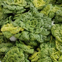 新品雪地金特矮型乌塌菜种子矮脚抗病耐寒黄心乌种籽阳台盆栽