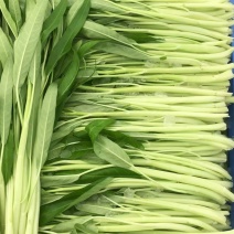 精品白杆空心菜，白杆细叶，嫩
