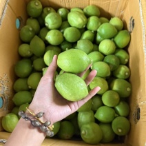 广东香柠云南基地-电商果
