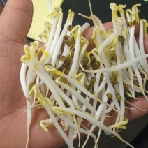 绿豆芽大量现货厂家直发每筐35斤量大从优欢迎电话
