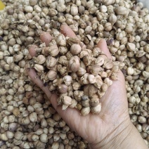 白豆蔻大货价格