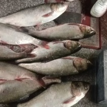 浙江杭州市有大量白鲢鱼共应