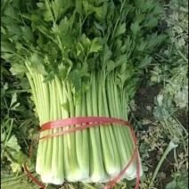 宁夏固原西芹大量接单产地直发量大从优欢迎来电咨询