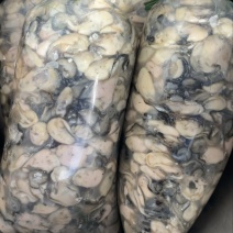 福建宁德霞浦海蛎蚝肉小中大都有