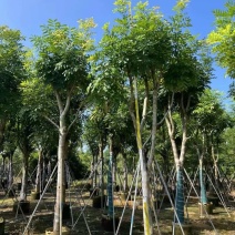 桃花心木非洲楝基地大量出售