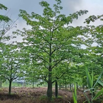 基地大量美丽异木棉、樱花木棉出售