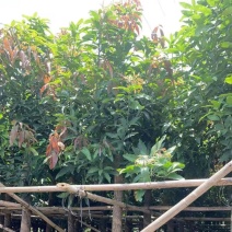 芒果树、绿化芒果、嫁接芒果树基地大量供应