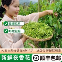 夜香花新鲜发顺丰包邮