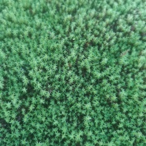 苔藓