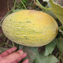 精品新疆八六王哈密瓜质量保证代发全国可视频看货