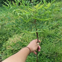 大杯南天竹