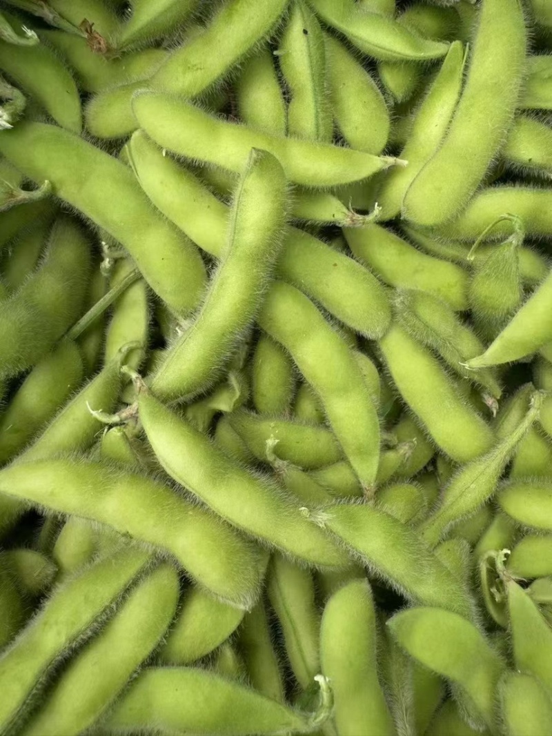 新鲜现摘毛豆带壳毛豆青豆新鲜黄豆带壳青皮新鲜蔬菜当季