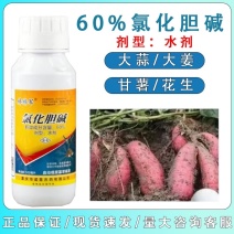 60%氯化胆碱地下根茎膨大块根茎粗壮膨大