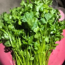 河南一手货源大叶香菜货源充足量大从优欢迎采购热卖中