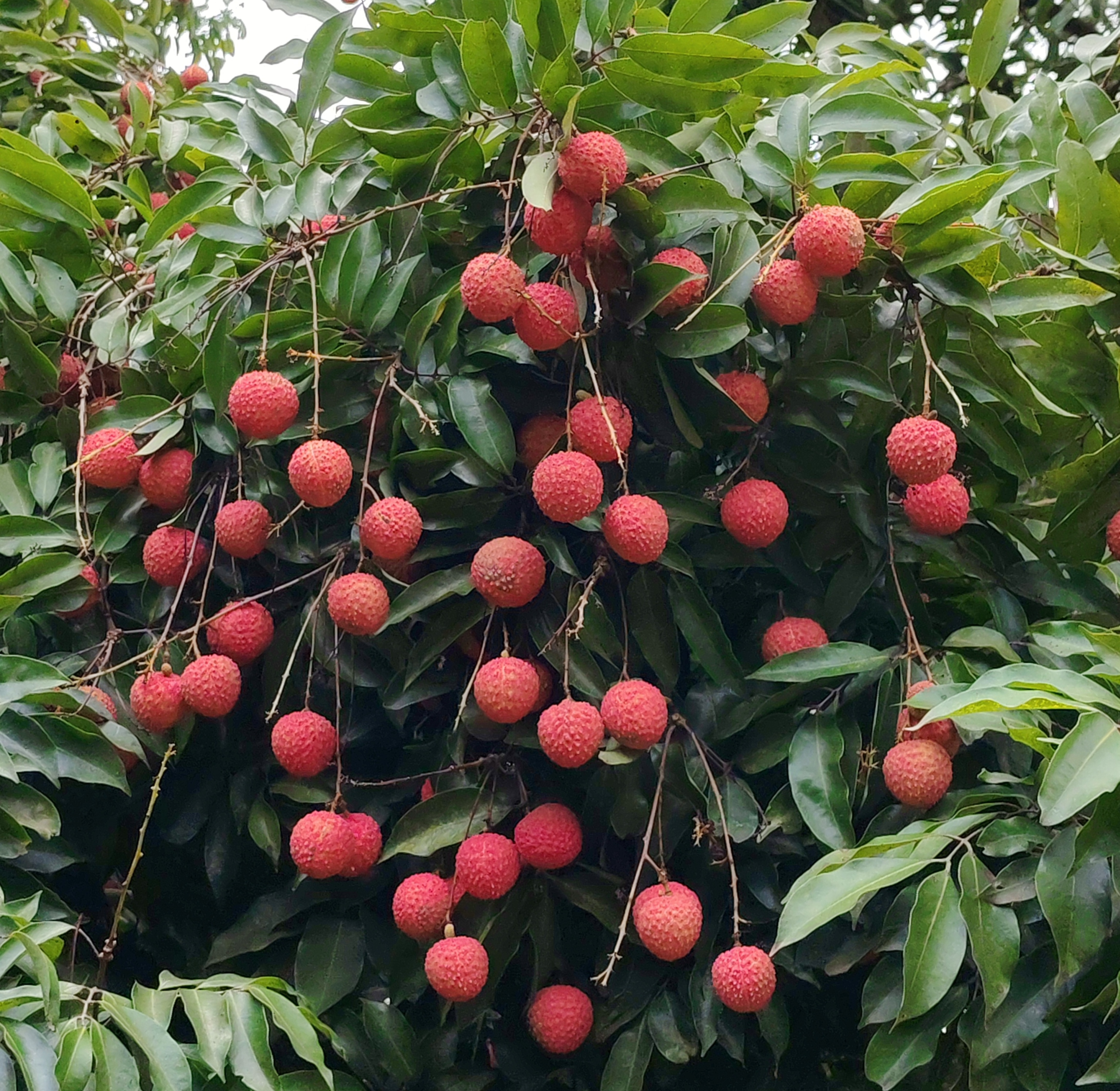 成熟挂果的30年生桂味荔枝树全景图