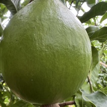 黄晶果