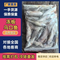 【实力】浙江湖州冻板马口鱼/精品马口鱼一手货源量大从优