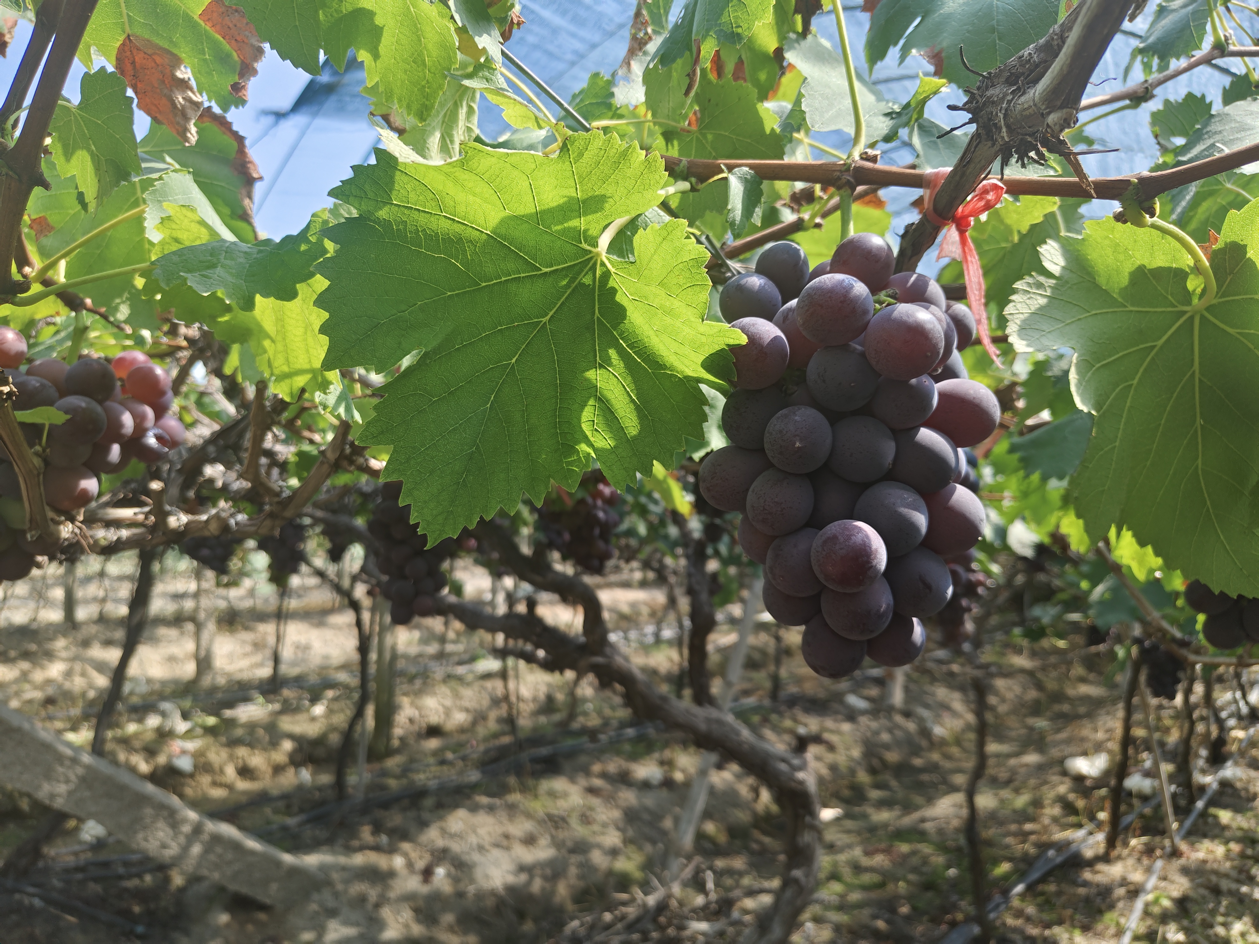 显示一株成功嫁接后的葡萄植株,从夏黑砧木上长出明显的巨峰类型新梢,叶片较大呈五裂状,技术人员正在测量新梢长度并记录数据,背景为标准葡萄篱架系统 嫁接后新梢生长监测图