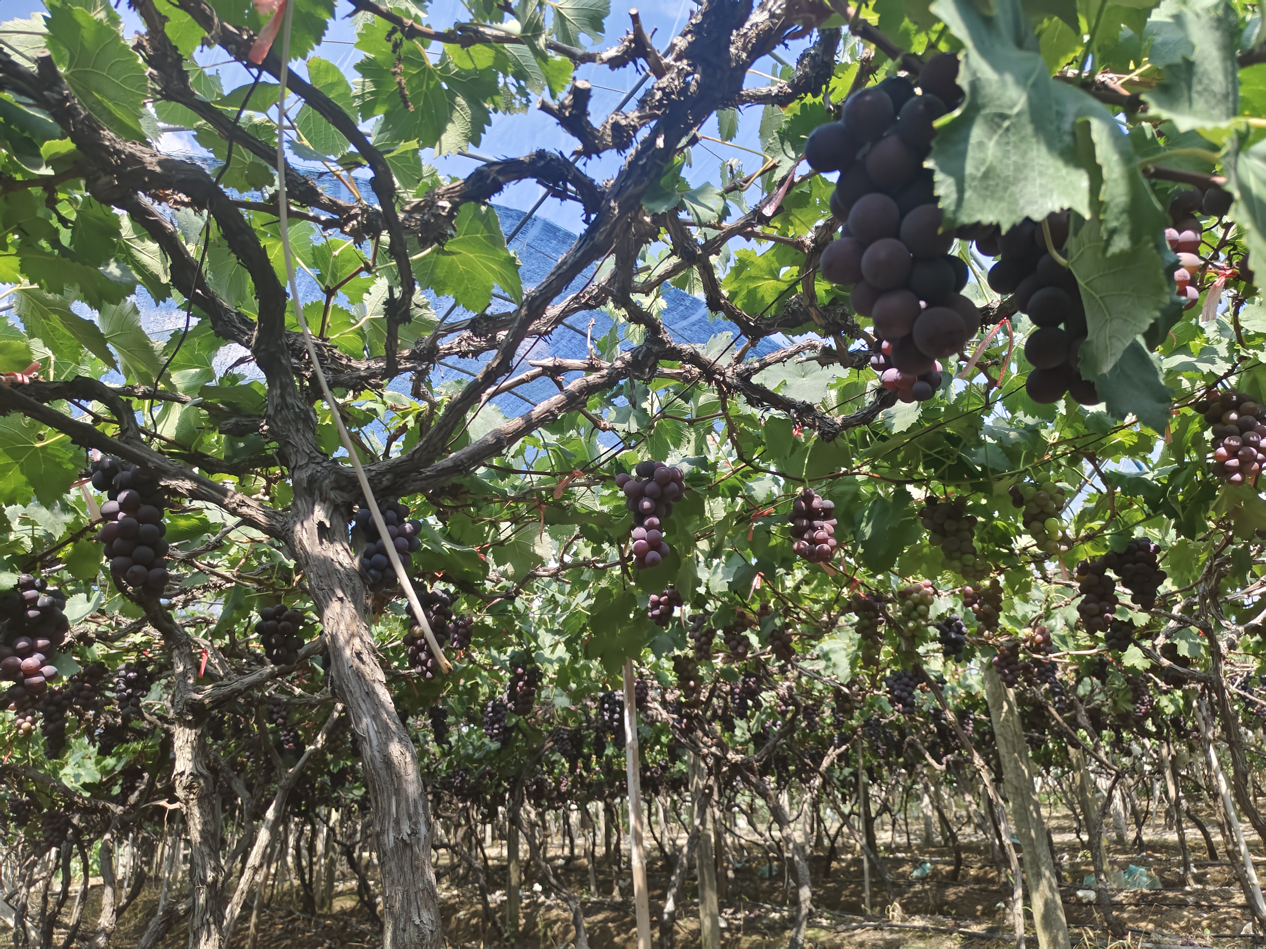 巨峰葡萄果园丰收景象