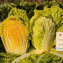 龙芽皇大白菜种子早熟抗病口感好60天橙色包头菜保健蔬菜