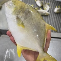 深海大金鲳鱼，单冻鲳鱼中的精品，批发零售社区电商优选