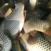 鲤鱼