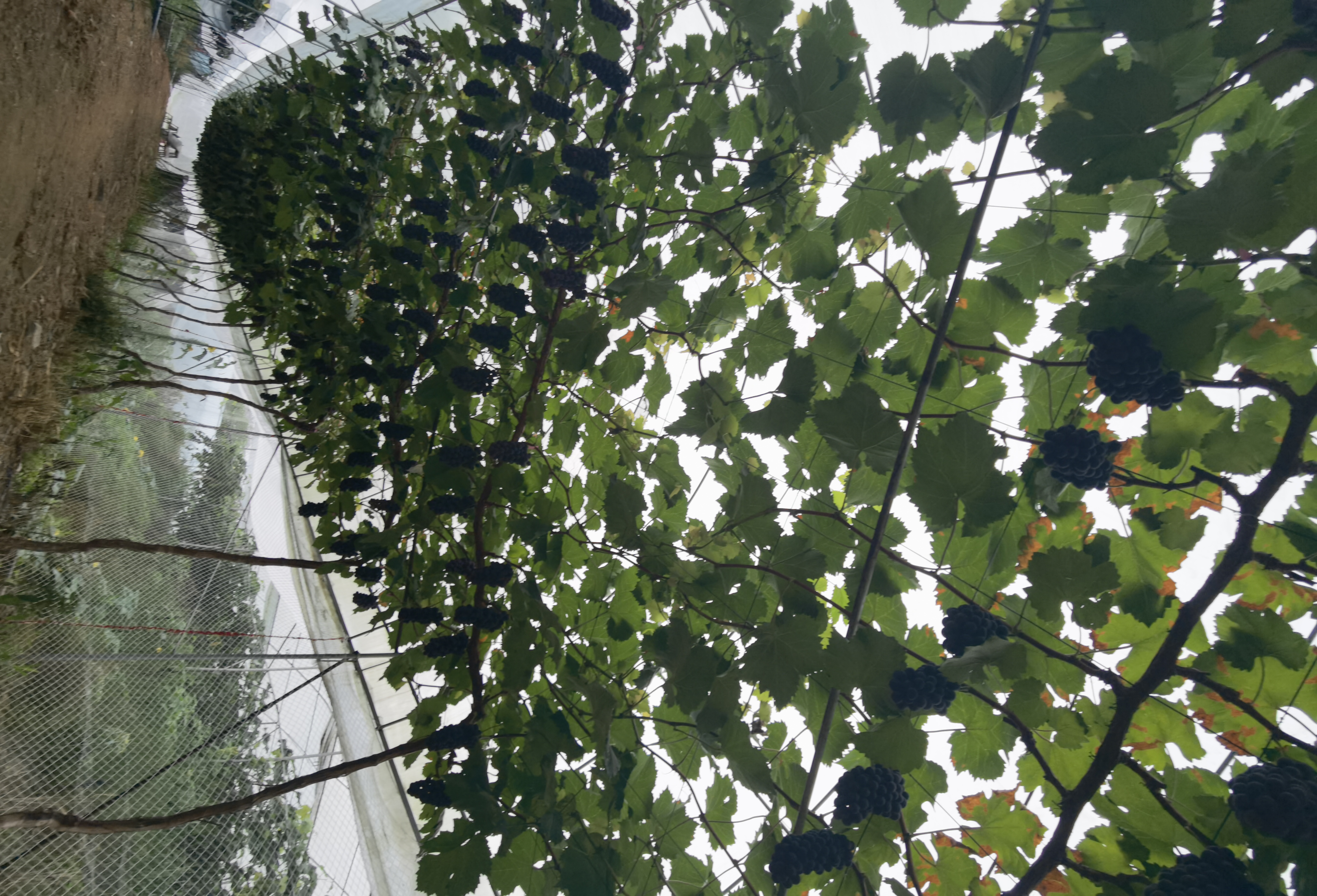 夏黑葡萄成熟果园全景