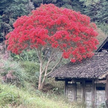 紫薇