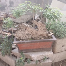 黄荆老扁桩