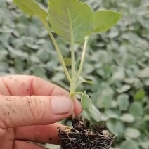 西兰花苗炎秀西兰花苗耐寒优秀西兰花苗苗场直发
