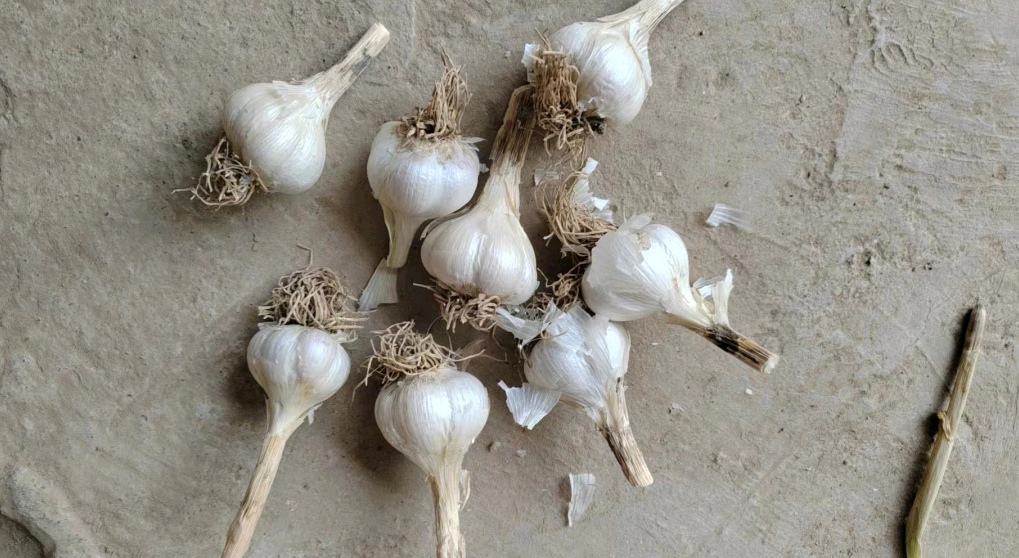 蒜薹拓印作品展示自然纹理与艺术融合 蒜薹拓印作品