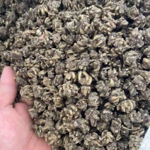 猫爪草供应！品质不一样，价格不一样