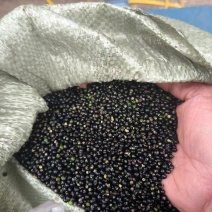 通草种子