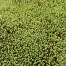 星星苔藓批发