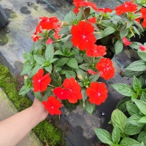 凤仙花，凤仙