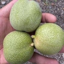 青皮核桃，价格便宜果仁饱满