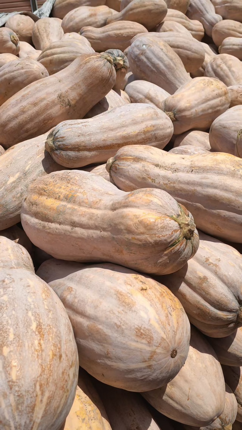 蜜本南瓜,电商货,头茬南瓜加工厂,大量供应