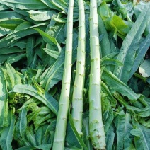 龙盛贡菜种子正宗响菜苔干菜种籽绿皮绿肉绿心贡菜种子春秋种