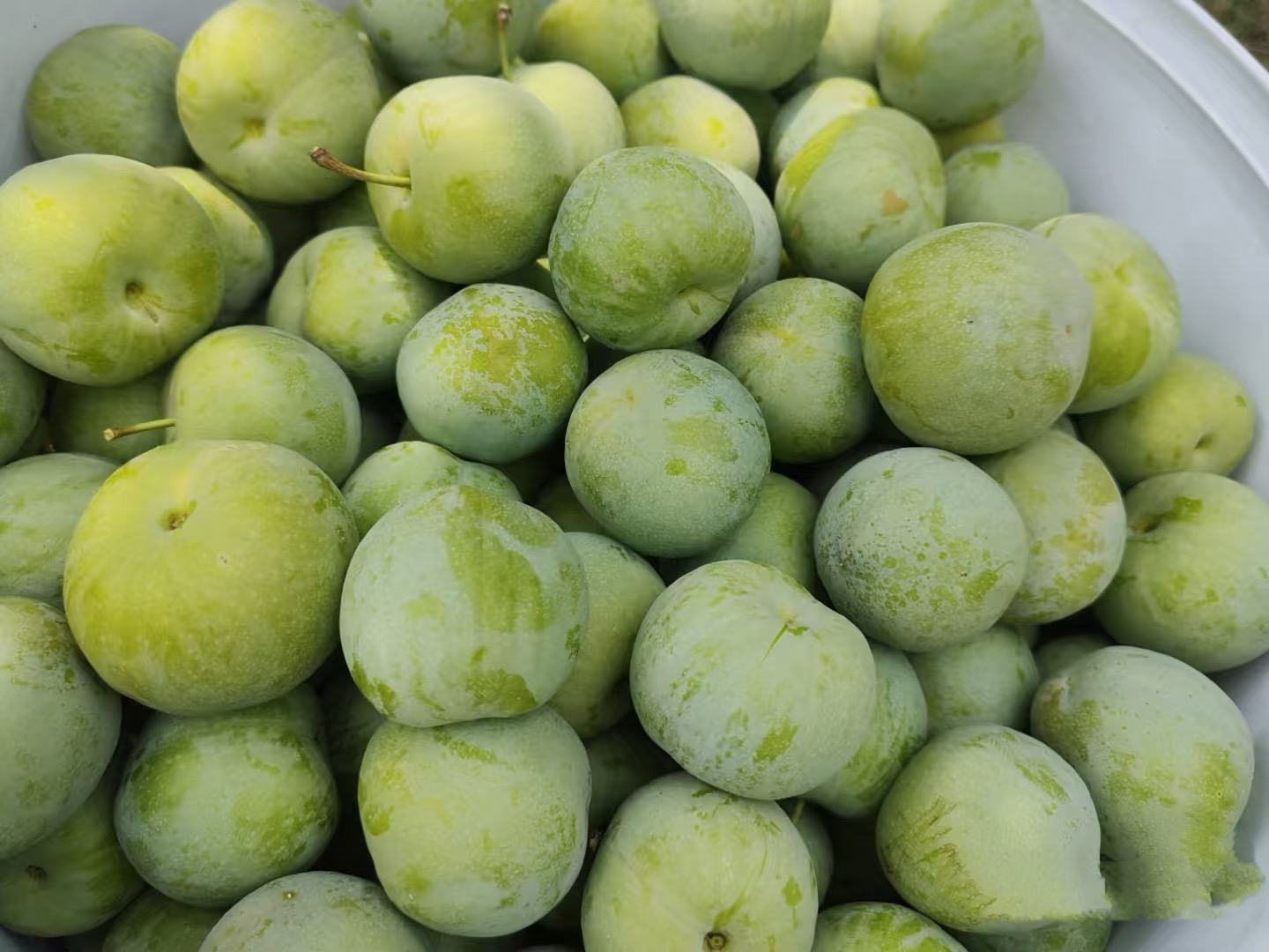 青脆李子果实在阳光下的特写照片,展示其翠绿果皮与饱满果形 青脆李子果实在阳光下的特写照片